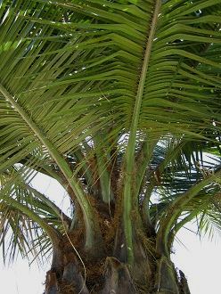 Fiederbl�tter-Ansatz bei der Chilenischen
                          Palme