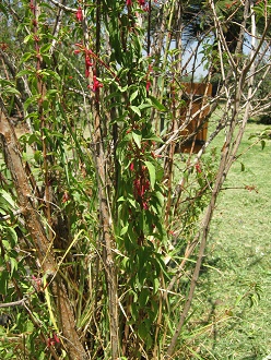 Zweige und Bl�ten der Scharlach-Fuchsie
                          (span. Chilco, lat. Fuchsia magellanica)