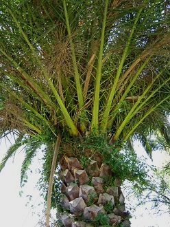 Der Fiederbl�tteransatz bei der
                            Chilenischen Palme (span. Palma chilena,
                            lat. Jubaea chilensis)