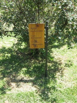 Tafel des Roten Andenstrauchs (span.
                          �ipa, lat. Escallonia rubra)