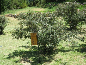 Der Rote Andenstrauch (span. �ipa, lat.
                          Escallonia rubra) auf der Wiese
