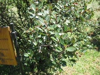 Der
                          Rote Andenstrauch (span. �ipa, lat. Escallonia
                          rubra), Nahaufnahme