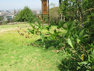 Cul�n, primer plano con frutas