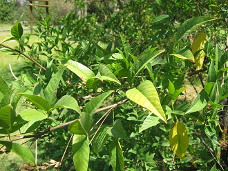 Cul�n, primer plano de las hojas