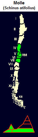 Molle (lat. Schinus latifolius),
                                  mapa y dise�o gr�fico de la
                                  distribuci�n de la 4� a la 7� regi�n
                                  de Chile