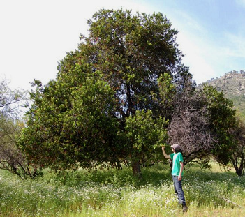 �rbol de
                          Molle (lat. Schinus latifolius)