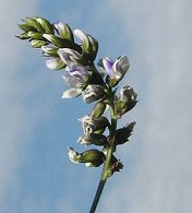 Flores de
                          Cul�n azul p�lido