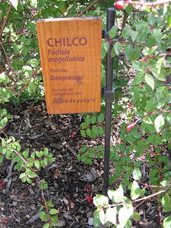 Tafel
                          des Chilco (lat. Fuchsia magellanica)