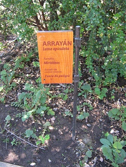 Array�n (lat. Luma apiculata)
