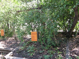 Myrte
                          (span. Array�n, lat. Luma apiculata)