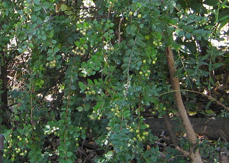 Myrte
                          (span. Array�n, lat. Luma apiculata)