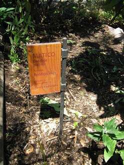 Matico
                          (lat. Buddleja globosa)