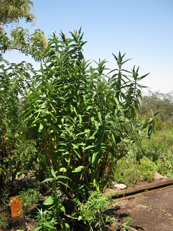 Matico (lat.
                          Buddleja globosa)