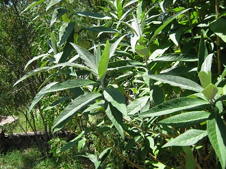 Matico
                          (lat. Buddleja globosa), Nahaufnahme
