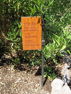 Tafel
                          des Cul�n (lat. Otholobium glandulosum, oder
                          Psoralea glandulosa [web02])