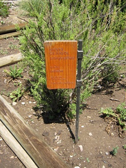 Tafel des Satureja gilliesii (span. Menta
                          de �rbol, lat. Satureja gilliesii)