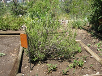 Satureja gilliesii (span. Menta de �rbol,
                          lat. Satureja gilliesii)