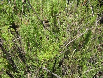 Satureja gilliesii (span. Menta de �rbol,
                          lat. Satureja gilliesii), Nahaufnahme