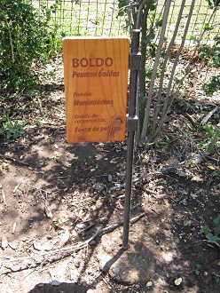 Tafel
                          des Boldo-Strauch (lat. Peumus boldus)