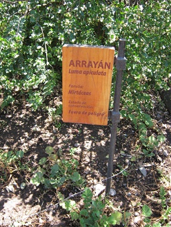 Die
                          Tafel einer weiteren Myrte (span. Array�n,
                          lat. Luma apiculata)