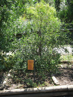 Myrte
                          (span. Array�n, lat. Luma apiculata)