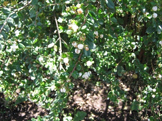 Myrtenbl�ttchen mit Myrtenbl�ten (span.
                          Array�n, lat. Luma apiculata)
