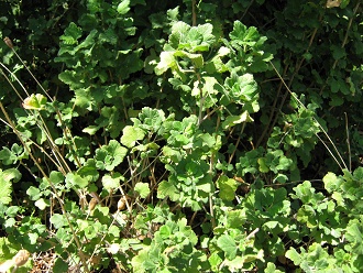 Die
                        Bl�ttchen des Krauts Geum magellanicum