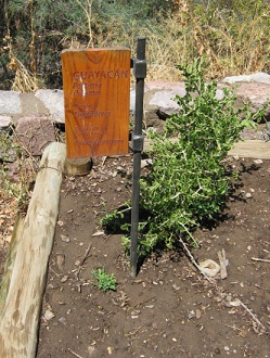 Guayac�n (lat. Porlieria chilensis)