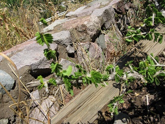 Guayac�n (lat. Porlieria chilensis),
                          Nahaufnahme