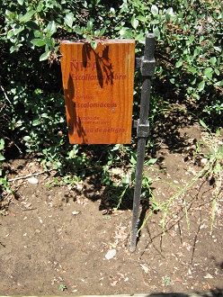 Tafel
                          des Roten Andenstrauchs (span. �ipa, lat.
                          Escallonia rubra)