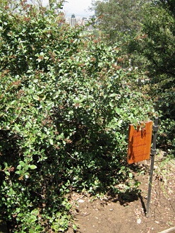 Roter Andenstrauch (span. �ipa, lat.
                          Escallonia rubra)