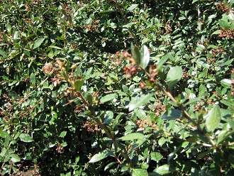 Roter
                          Andenstrauch (span. �ipa, lat. Escallonia
                          rubra), Nahaufnahme