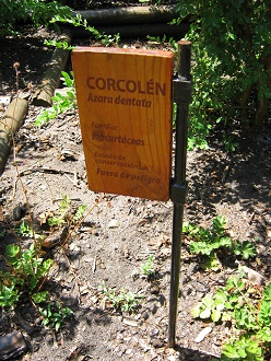 Tafel des Strauchs Azara dentata (span.
                          Corcol�n, lat. Azara dentata)