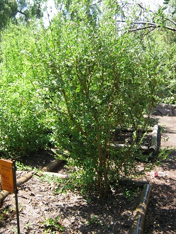 Strauch
                          Azara dentata (span. Corcol�n, lat. Azara
                          dentata)