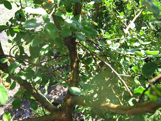 Strauch Azara dentata (span. Corcol�n,
                          lat. Azara dentata), Nahaufnahme