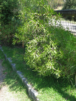 Colliguay
                          (lat. Colliguaja odorifera)