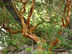 Chilenische Myrte (span. Array�n) mit
                          braunem, gewundenem Stamm, der sich selber
                          sch�lt