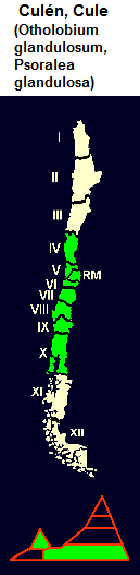 Cul�n, Cule (Otholobium
                                glandulosum, Psoralea glandulosa), Karte
                                und Grafik der Verbreitung