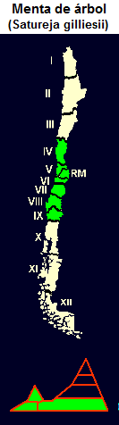 Menta de �rbol (lat. Satureja
                                gilliesii), Karte und Grafik der
                                Verbreitung