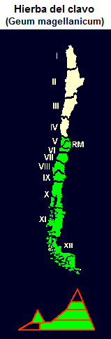 Hierba del clavo (lat. Geum
                                magellanicum), Karte und Grafik der
                                Verbreitung
