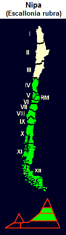Roter Andenstrauch (span. �ipa,
                                lat. Escallonia rubra), Karte und Grafik
                                der Verbreitung