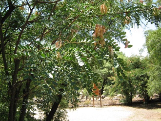 Bl�tter und Fr�chte des Tarabaums (lat.
                          Caesalpinia spinosa), Nahaufnahme