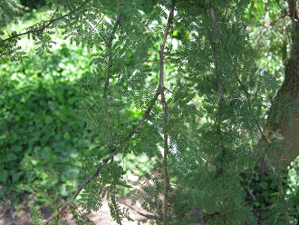 Schnurbaum (span. Pel�, lat. Sophora
                          microphylla), Nahaufnahme