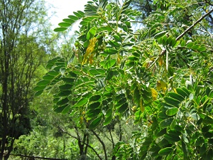 Golden-Senna-Strauch (span. Quebracho,
                            lat. Senna candolleana), Nahaufnahme der
                            Fiederbl�tter und der Fr�chte