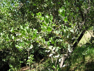 Bl�ttchen des Litre-Baums (lat. Lithraea
                          chilensis, auch Lithraea caustica)