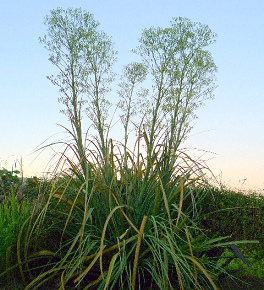 Chupalla (Eryngium paniculatum), Bl�tter
                          und Bl�te