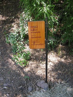 Tafel des Pel� (lat. Sophora
                          microphylla)
