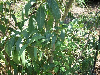 Die Bl�ttchen des Hammerstrauchs (span.
                          Palqui, lat. Cestrum palqui)