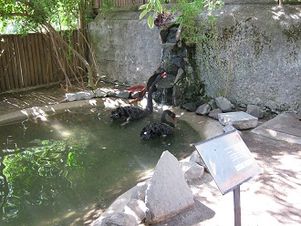 Schwarze Schw�ne