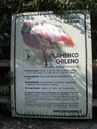 Tafel mit Angaben �ber den Chilenischen
                          Flamingo